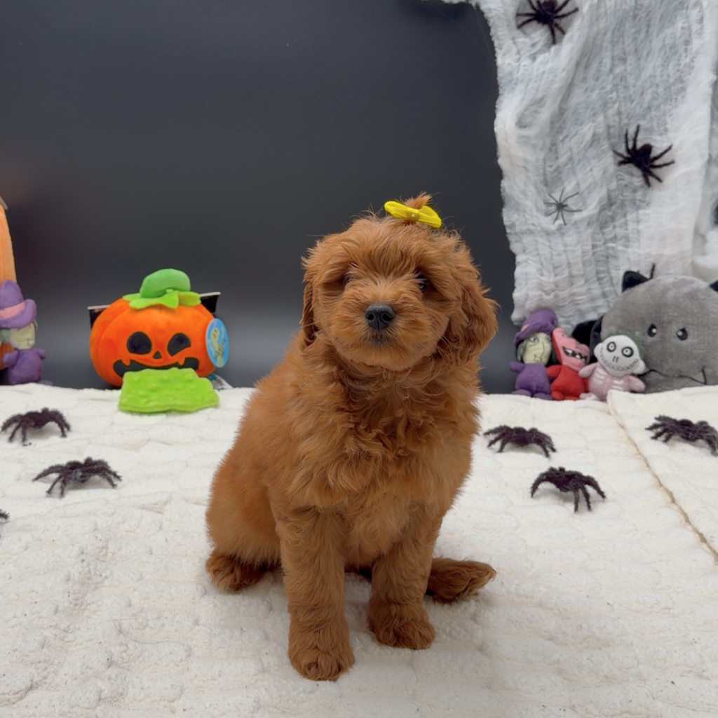 [#26117-02]  - Red F Poodle Mini/Goldendoodle 2nd Gen Puppies For Sale