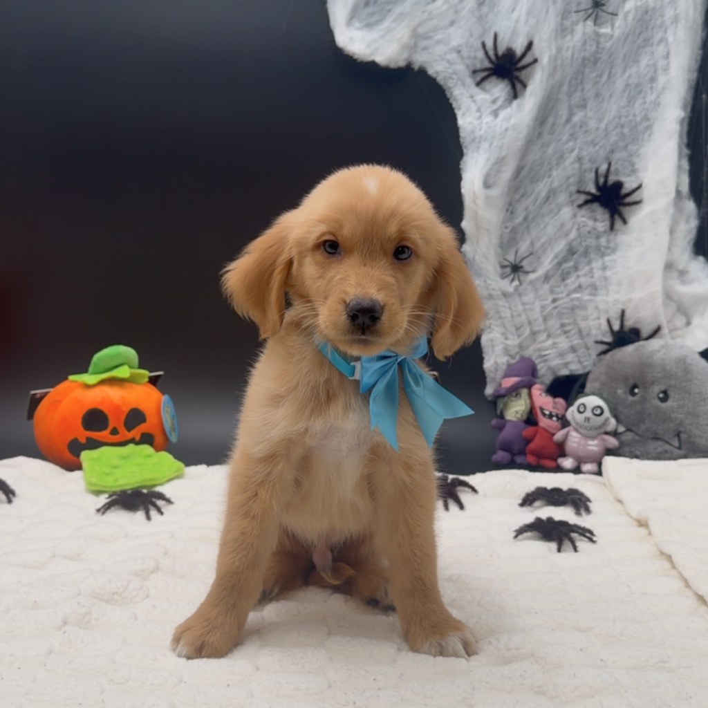 [#26285-04]  - Golden M Golden Retriever Puppies For Sale