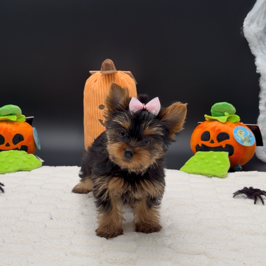 [#26599-02]  - Black / Tan F Yorkshire Terrier Puppies For Sale