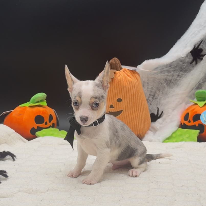 [#26108-03]  - Blue Merle / White M Chihuahua Puppies For Sale