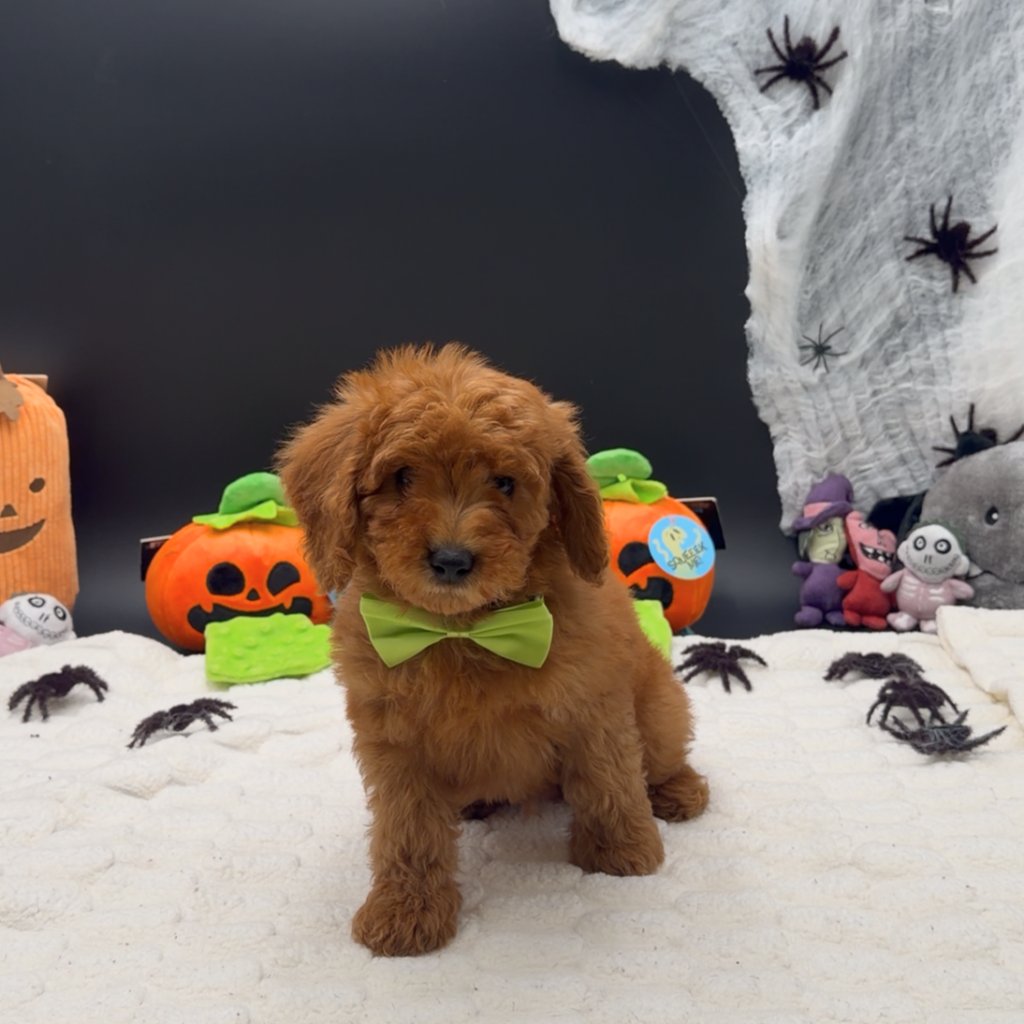 [#26582-02]  - Red M Poodle Mini Puppies For Sale