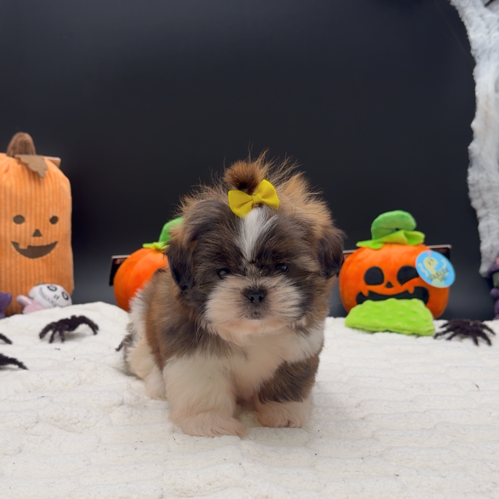 [#26119-02]  - Red Brindle / White F Shih Tzu Puppies For Sale