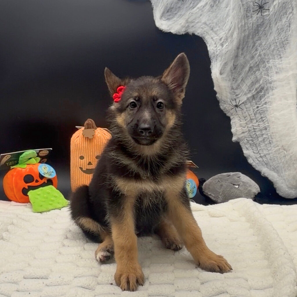 [#26573-02]  - Black / Tan F German Shepherd Dog Puppies For Sale