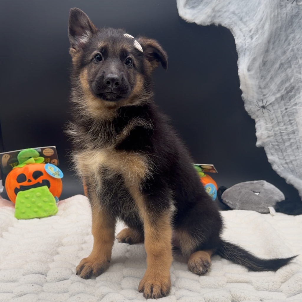 [#26573-01]  - Black / Tan F German Shepherd Dog Puppies For Sale