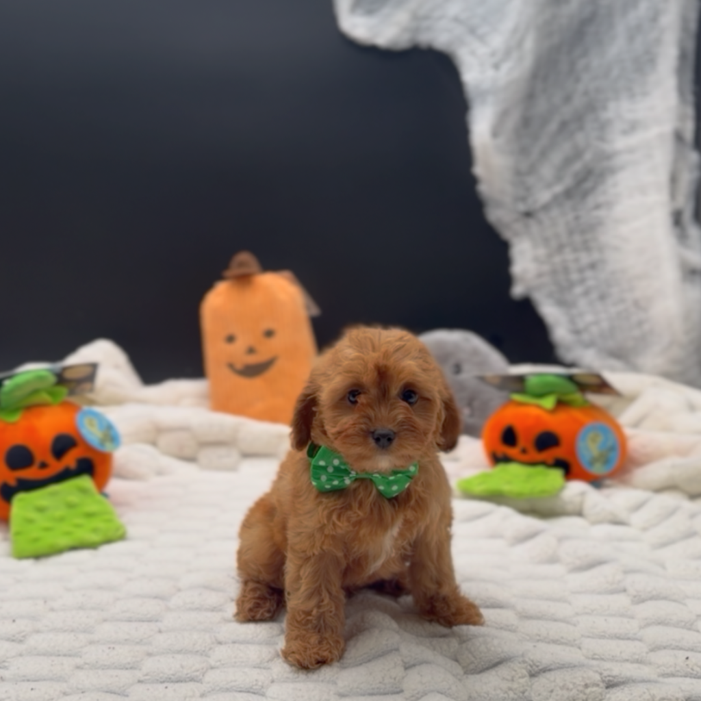 [#26564-02]  - Apricot M Poodle Mini/Cavalier King Charles Spaniel Puppies For Sale