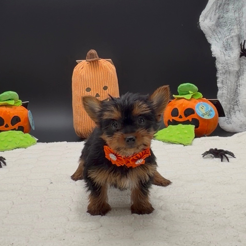 [#26576-02]  - Black / Tan F Yorkshire Terrier Puppies For Sale