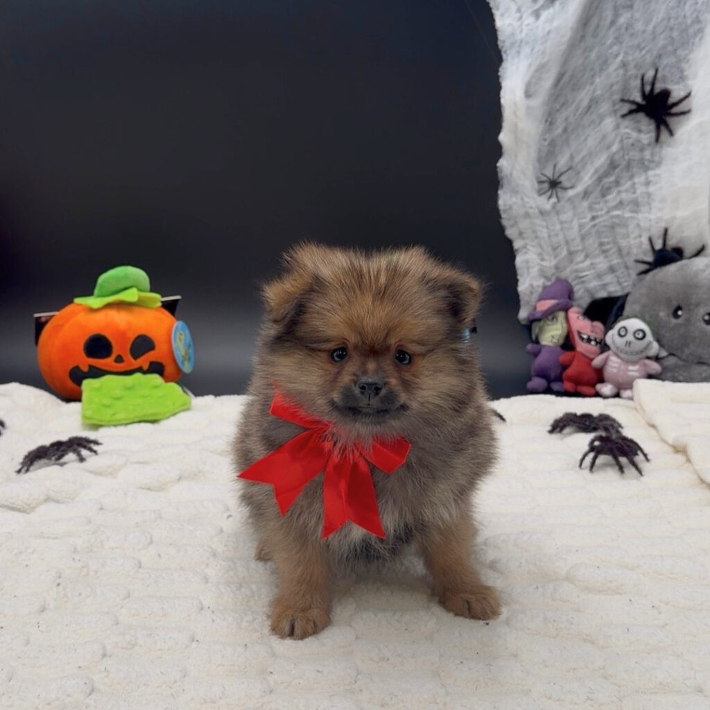 [#262178-01]  - Sable M Pomeranian Puppies For Sale
