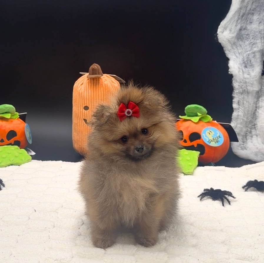 [#26592-04]  - Wolf Sable F Pomeranian Puppies For Sale