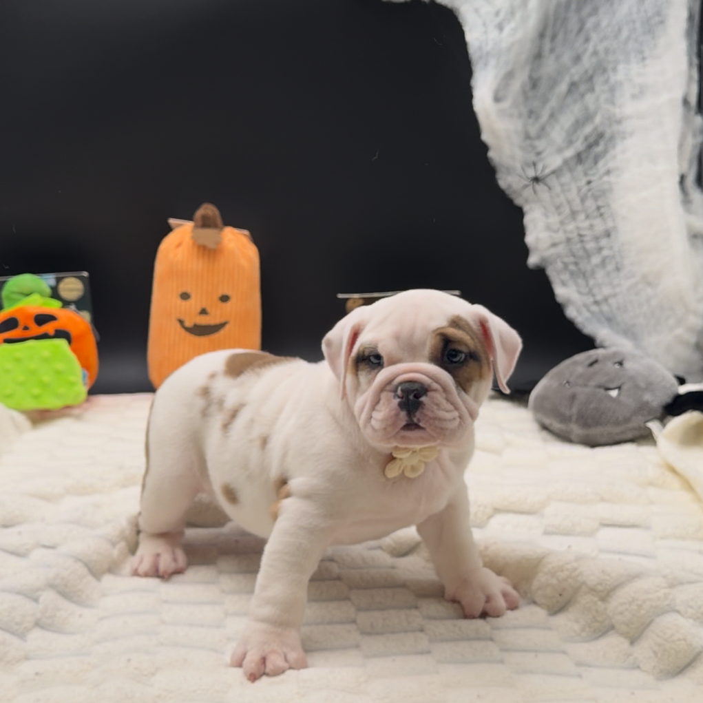 [#26175-02]  - White F Bulldog Puppies For Sale