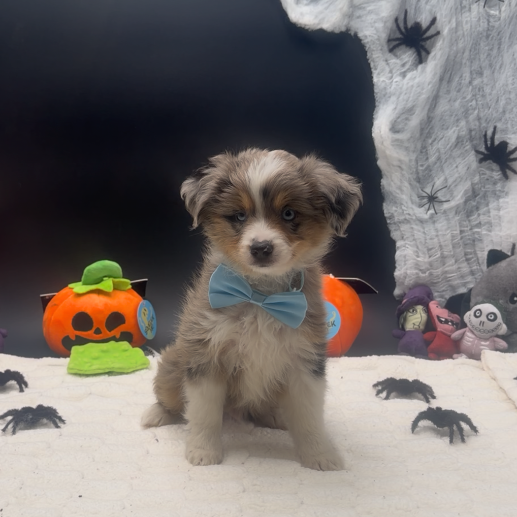 [#26581-01]  - Blue Merle / White M Miniature Australian Shepherd Puppies For Sale