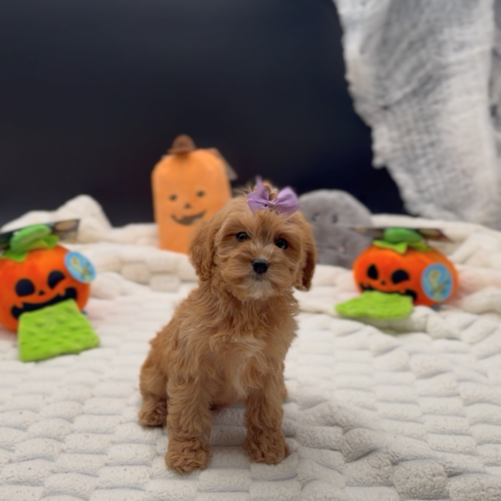 [#26564-06]  - Apricot F Poodle Mini/Cavalier King Charles Spaniel Puppies For Sale