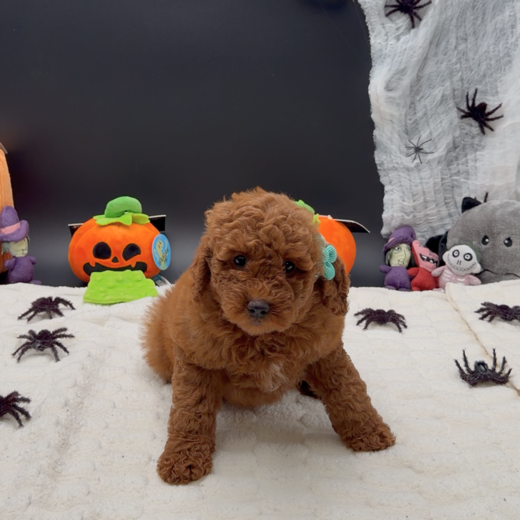 [#26117-03]  - Red F Poodle Mini/Goldendoodle 2nd Gen Puppies For Sale
