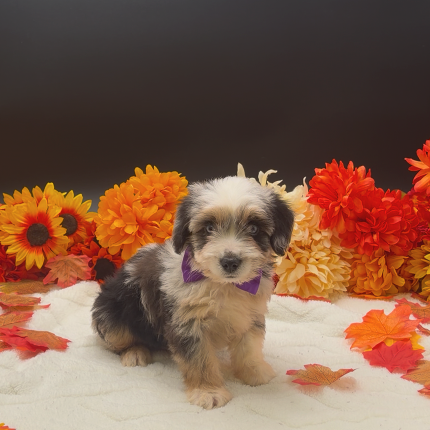 [#26109-03]  - Blue Merle / Tan M Aussiedoodle Mini Puppies For Sale