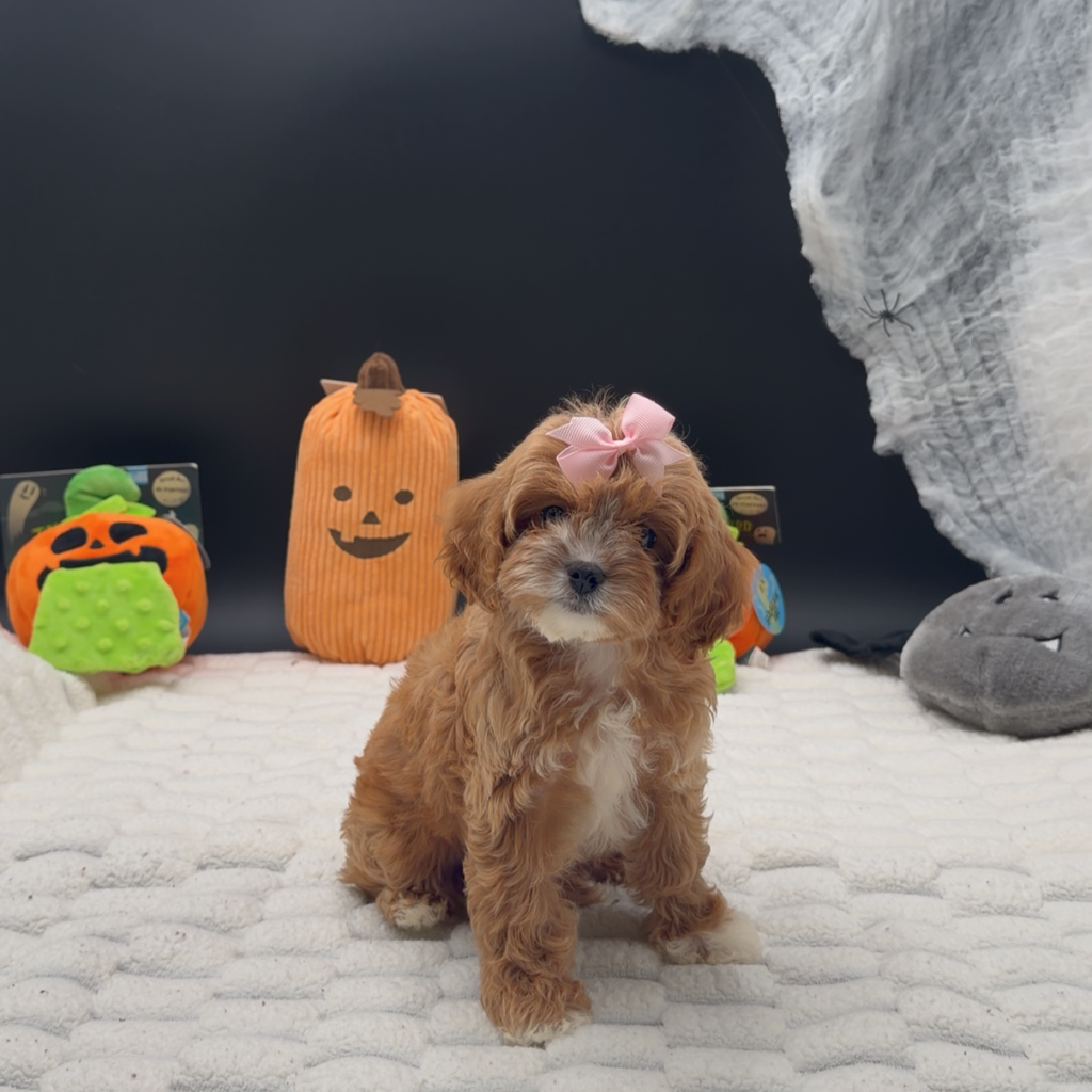 [#26564-03]  - Apricot F Poodle Mini/Cavalier King Charles Spaniel Puppies For Sale