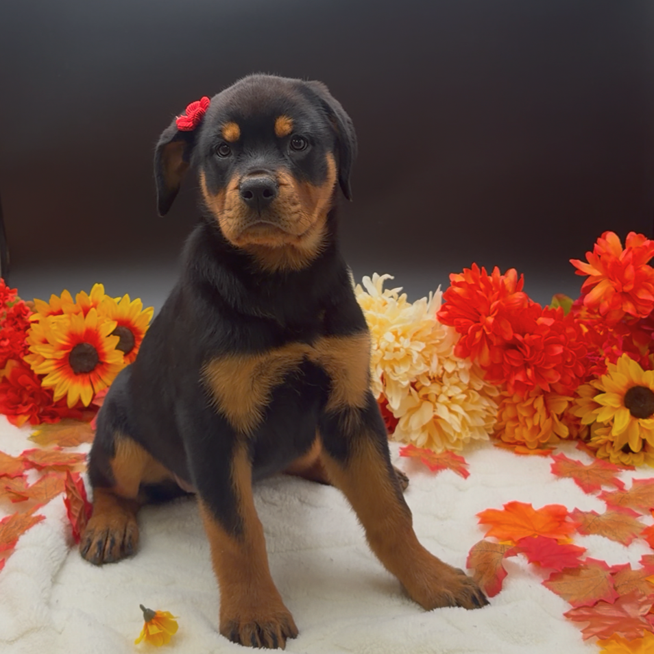 [#262014-06]  - Black / Tan F Rottweiler Puppies For Sale