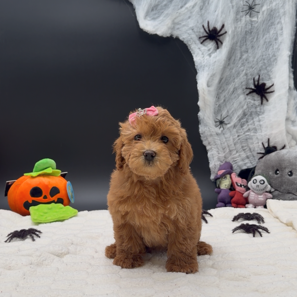 [#26567-03] Princess - Apricot F Poodle Mini Puppies For Sale