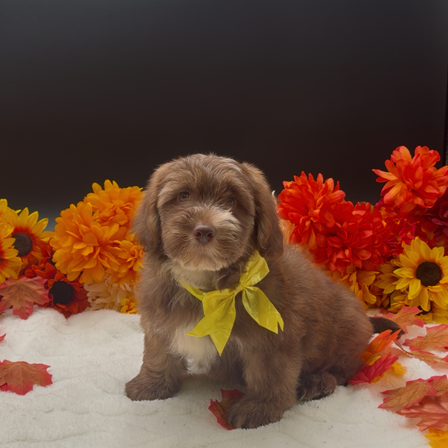 [#26558-01]  - M Bernedoodle Mini 2nd Gen Puppies For Sale