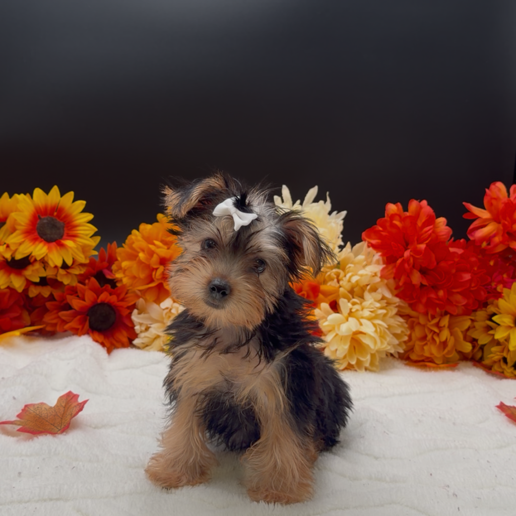 [#N10104]  - Black and Tan F Morkie Puppies For Sale