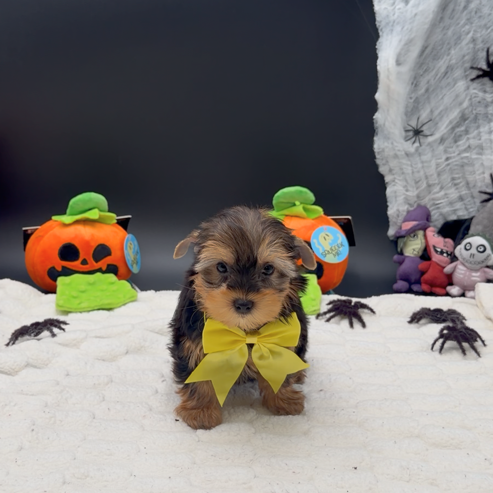 [#261936-03]  - Black / Tan M Yorkshire Terrier Puppies For Sale