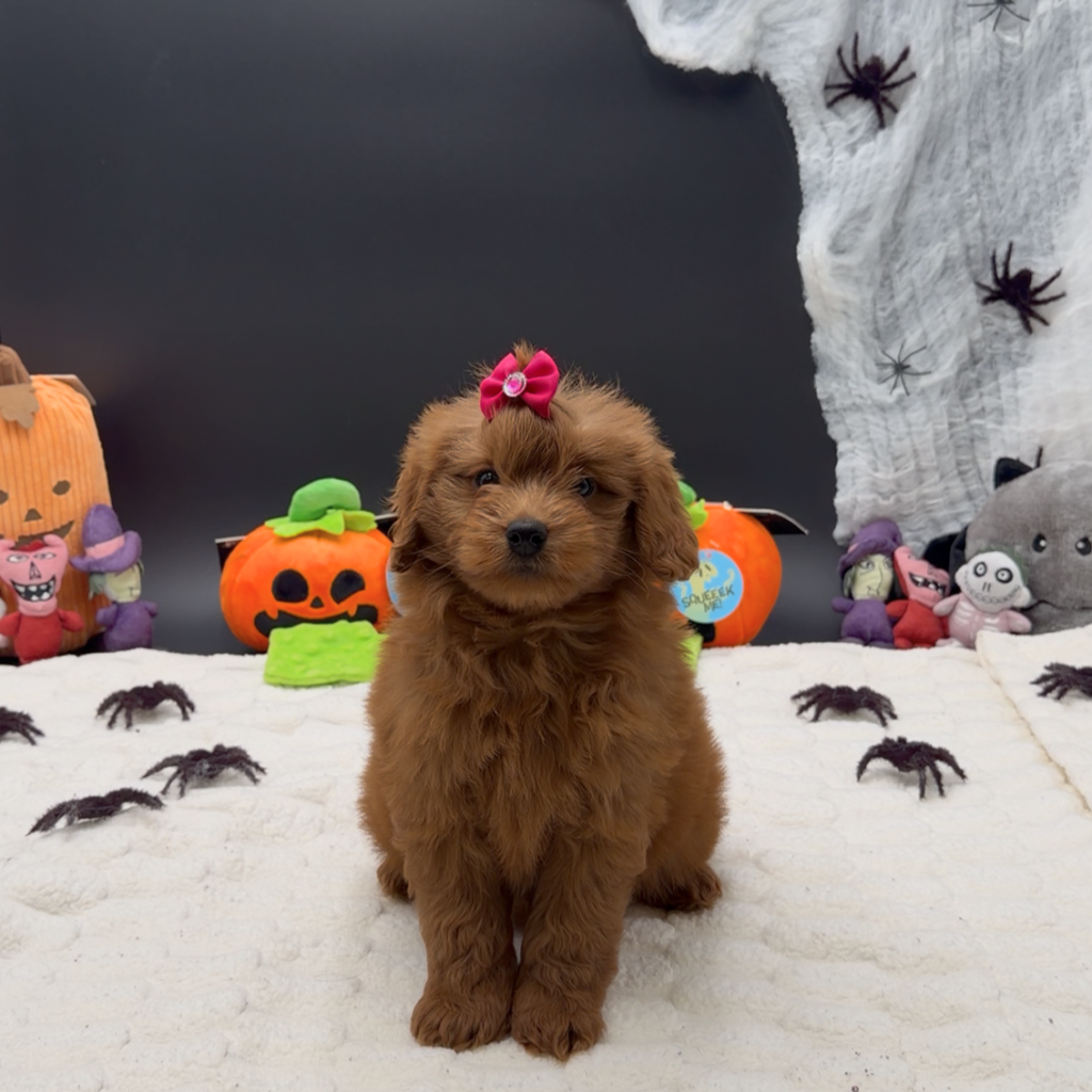 [#26117-01]  - Red F Poodle Mini/Goldendoodle 2nd Gen Puppies For Sale