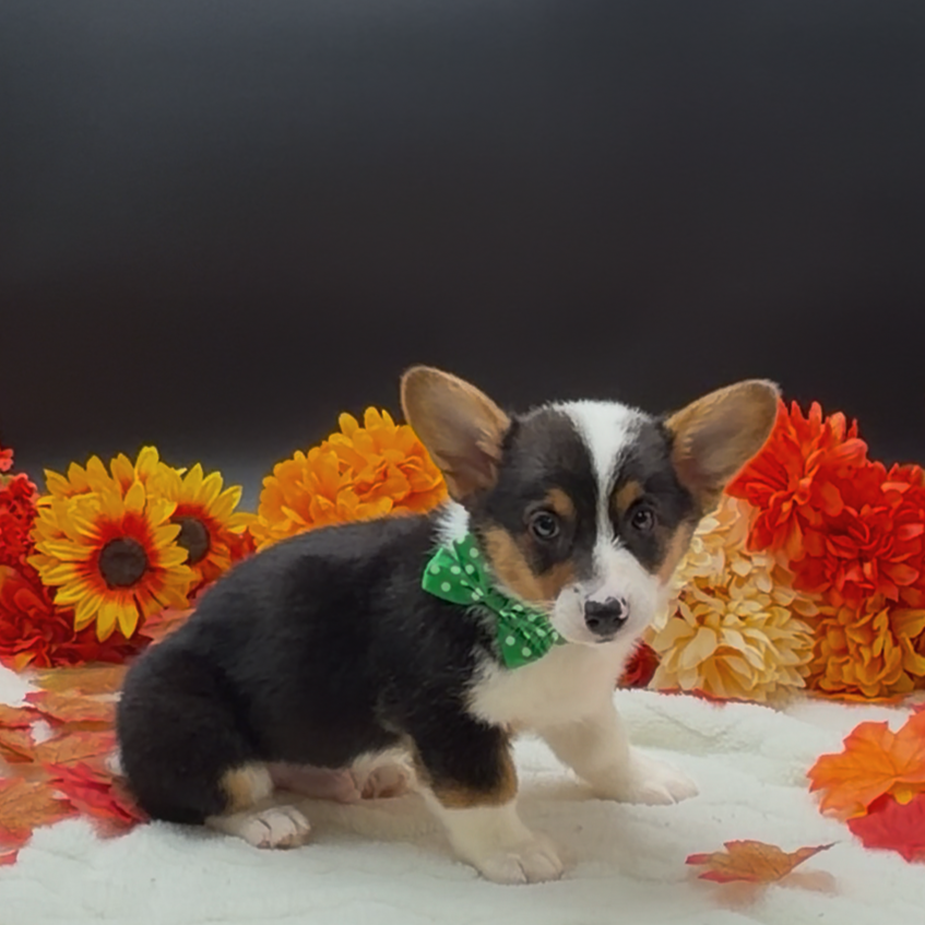 [#N11630]  - Black and Tan M Pembroke Welsh Corgi Puppies For Sale