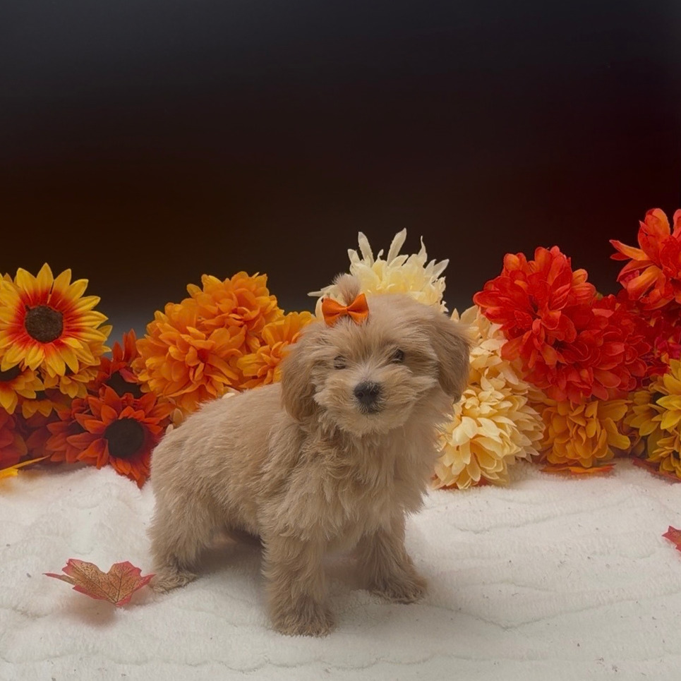 [#26554-04]  - Cream F Poodle/Bichon Puppies For Sale